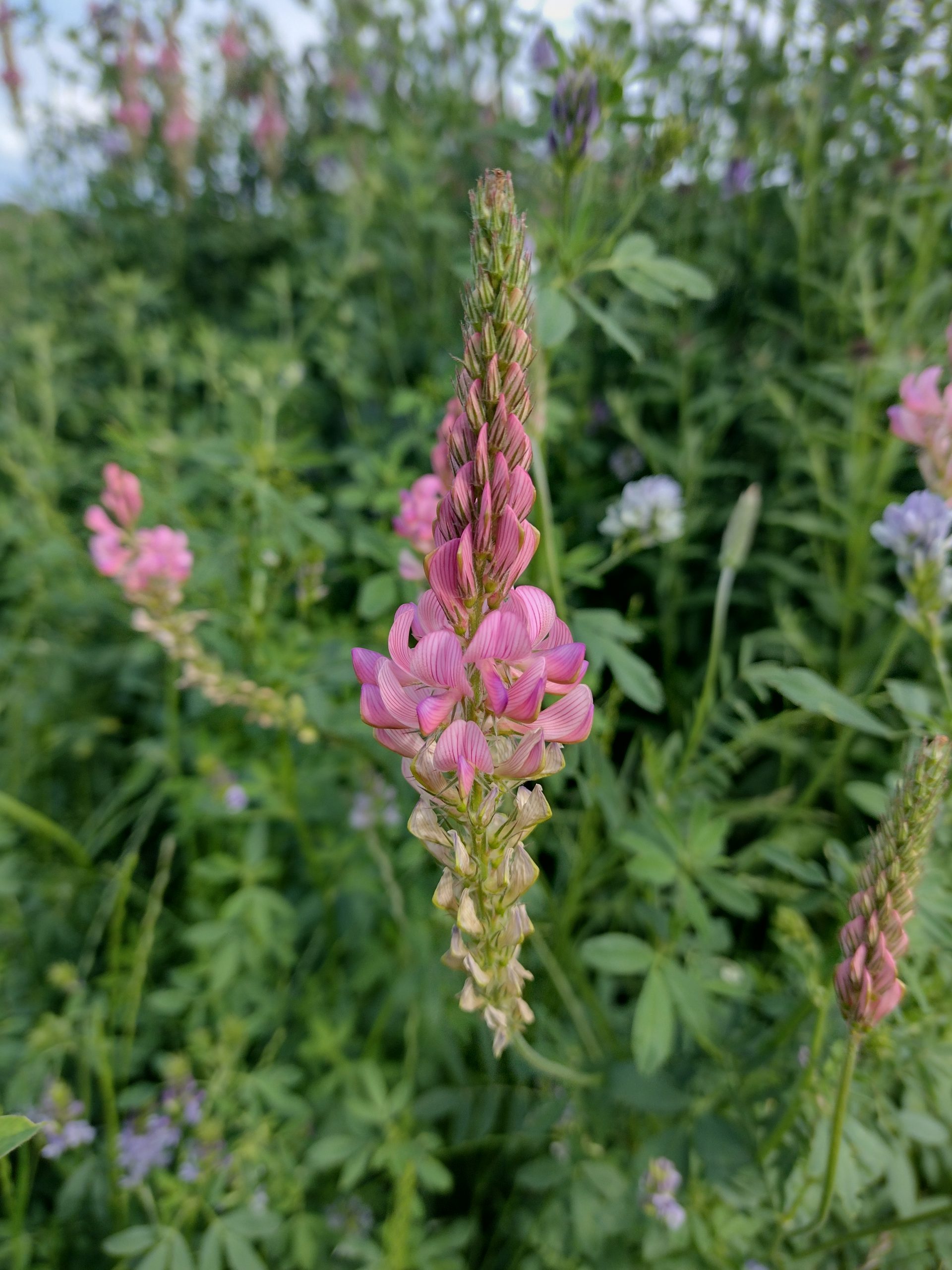 Onobrychis viciifolia